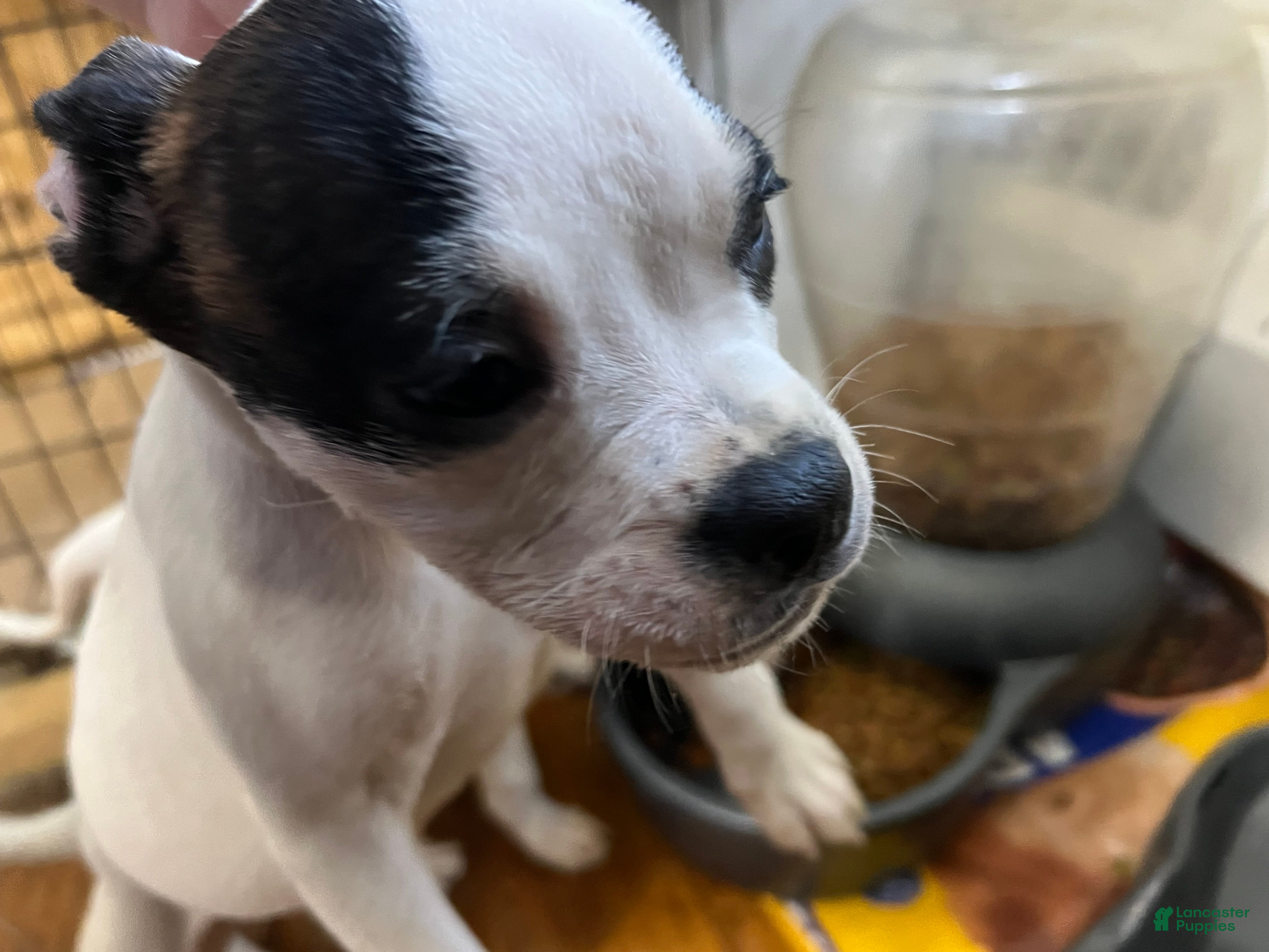 American Bully dogs American Bully Puppy 2 - Ad 35