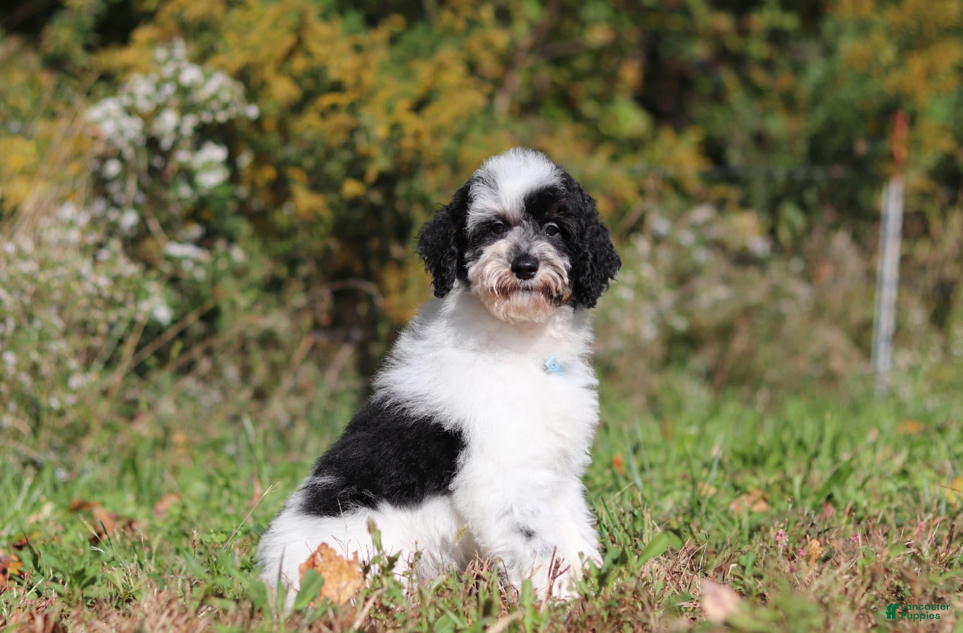 Miniature Poodle dogs Milo (AKC) - Ad 1