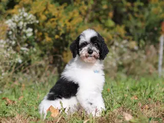Miniature Poodle dogs Milo (AKC) - Ad 1