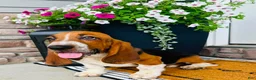 Basset Hound dogs for sale: Teddy - Ad 5
