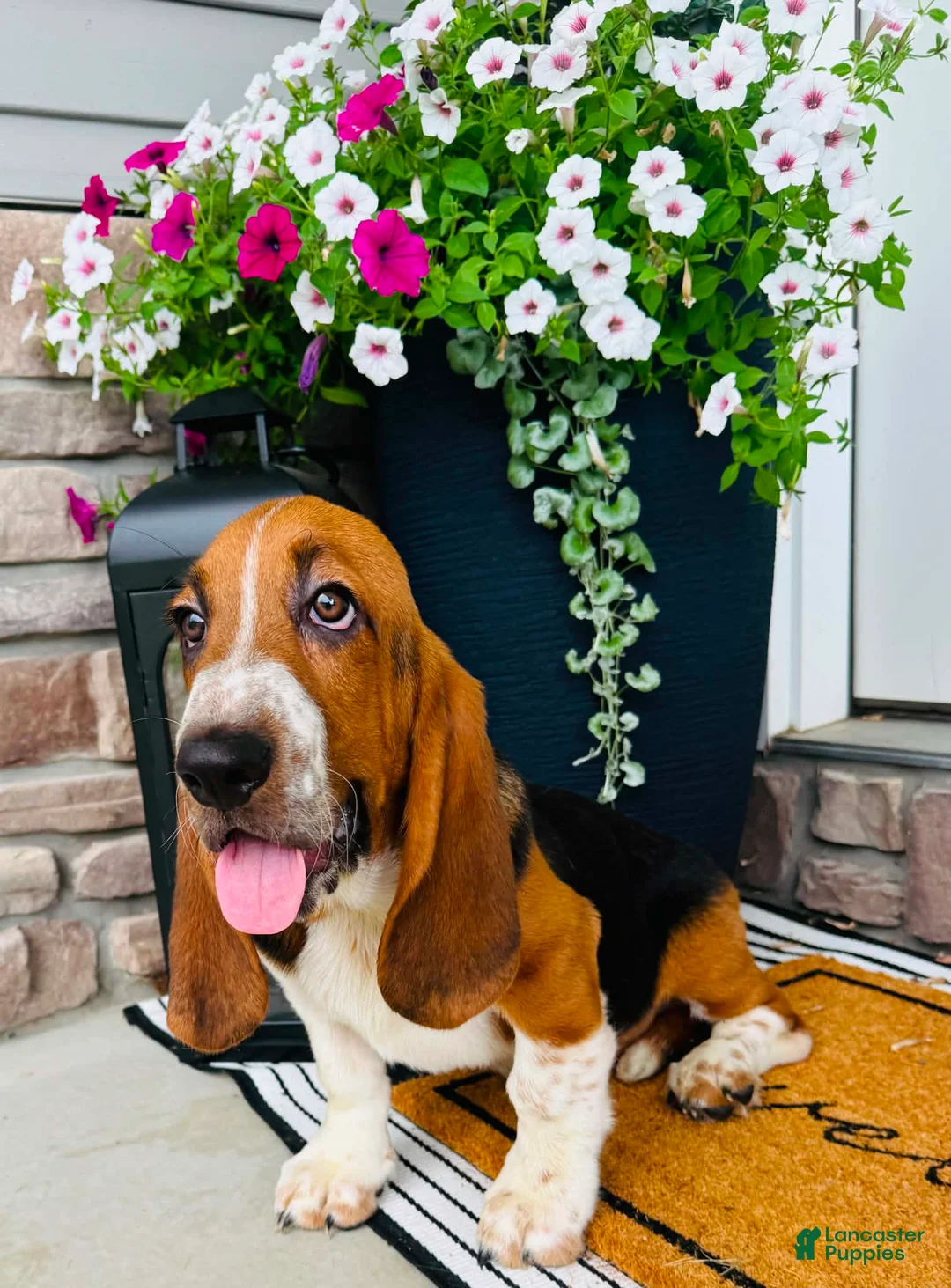 Basset Hound dogs for sale: Teddy - Ad 5