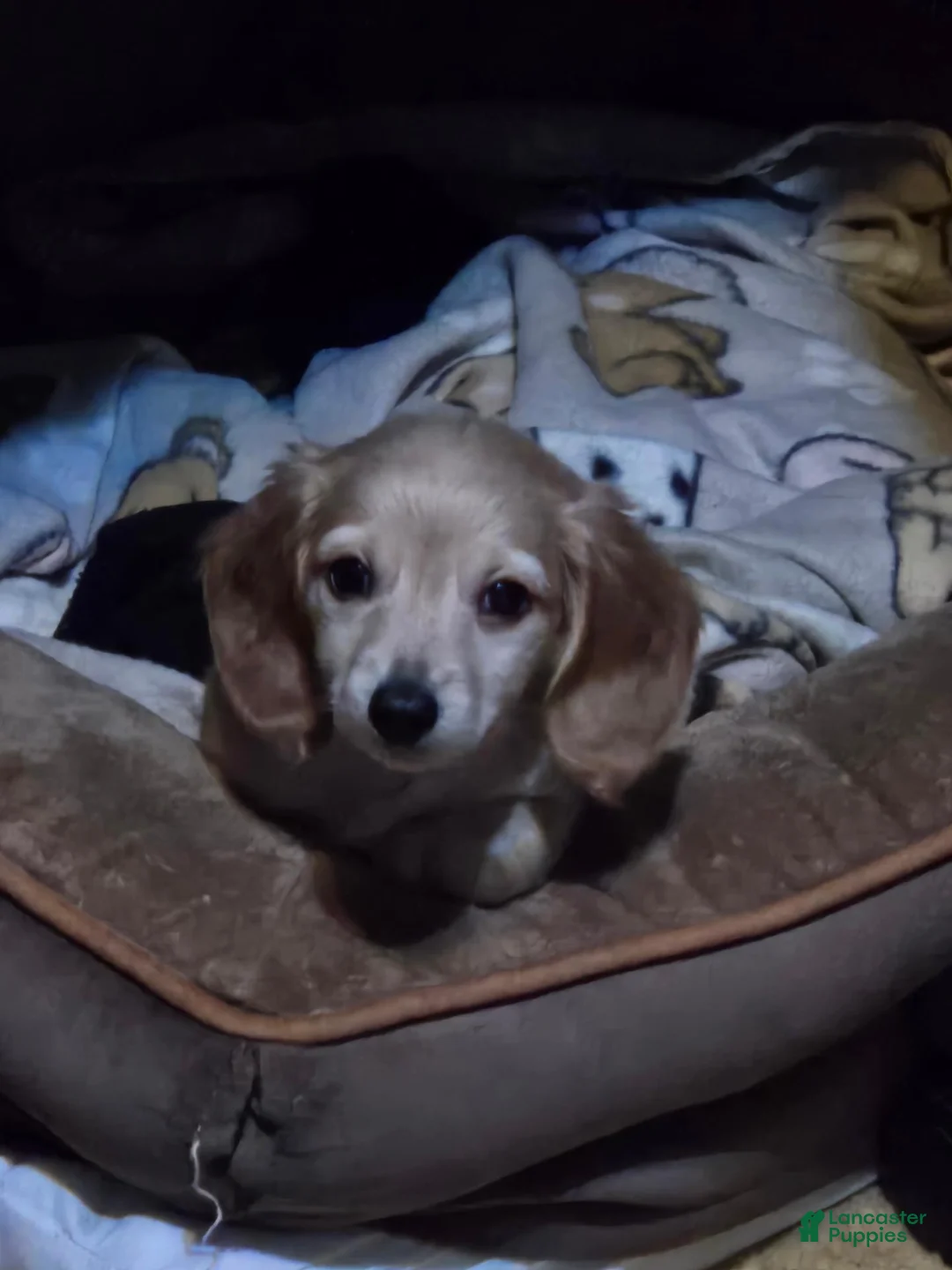 Dachshund dogs for sale: Dachshund 1 - Ad 1