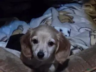Dachshund dogs Dachshund 1 - Ad 4