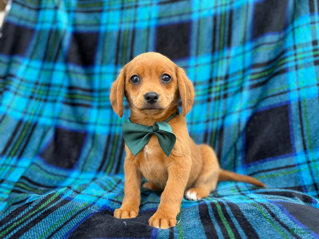 Beagle dogs for sale: Otter - Ad 1