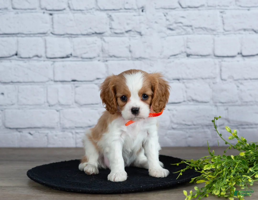 Cavalier King Charles Spaniel dogs for sale: Laurel - Ad 2