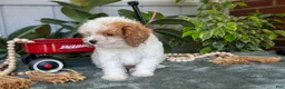 Cavapoo dogs for sale: Frisky - Ad 3