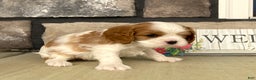 Cavalier King Charles Spaniel dogs for sale: Buddy - Genetic Tested Parents - Ad 8