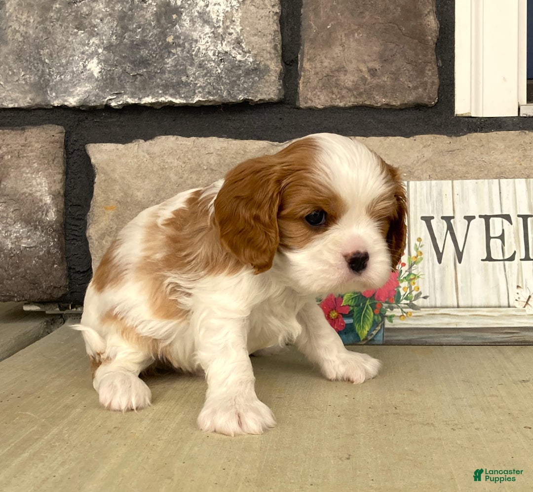 Cavalier King Charles Spaniel dogs for sale: Buddy - Genetic Tested Parents - Ad 8