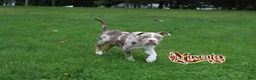 Mixed Breed dogs for sale: Mascot $3500 obo - Ad 4