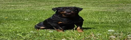 Rottweiler dogs for sale: Bryson - Ad 5