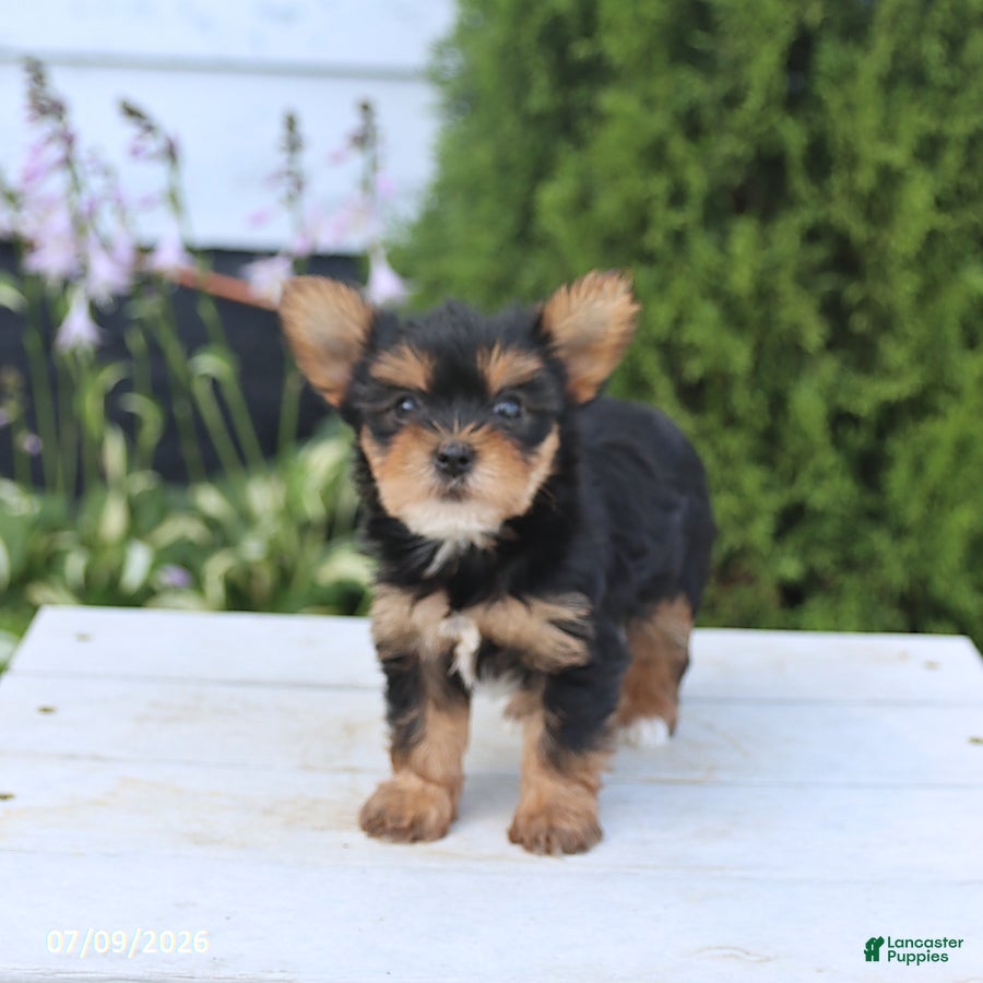 Yorkshire Terrier dogs Sugar - Ad 1