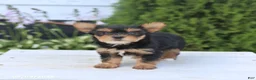 Yorkshire Terrier dogs for sale: Sugar - Ad 1