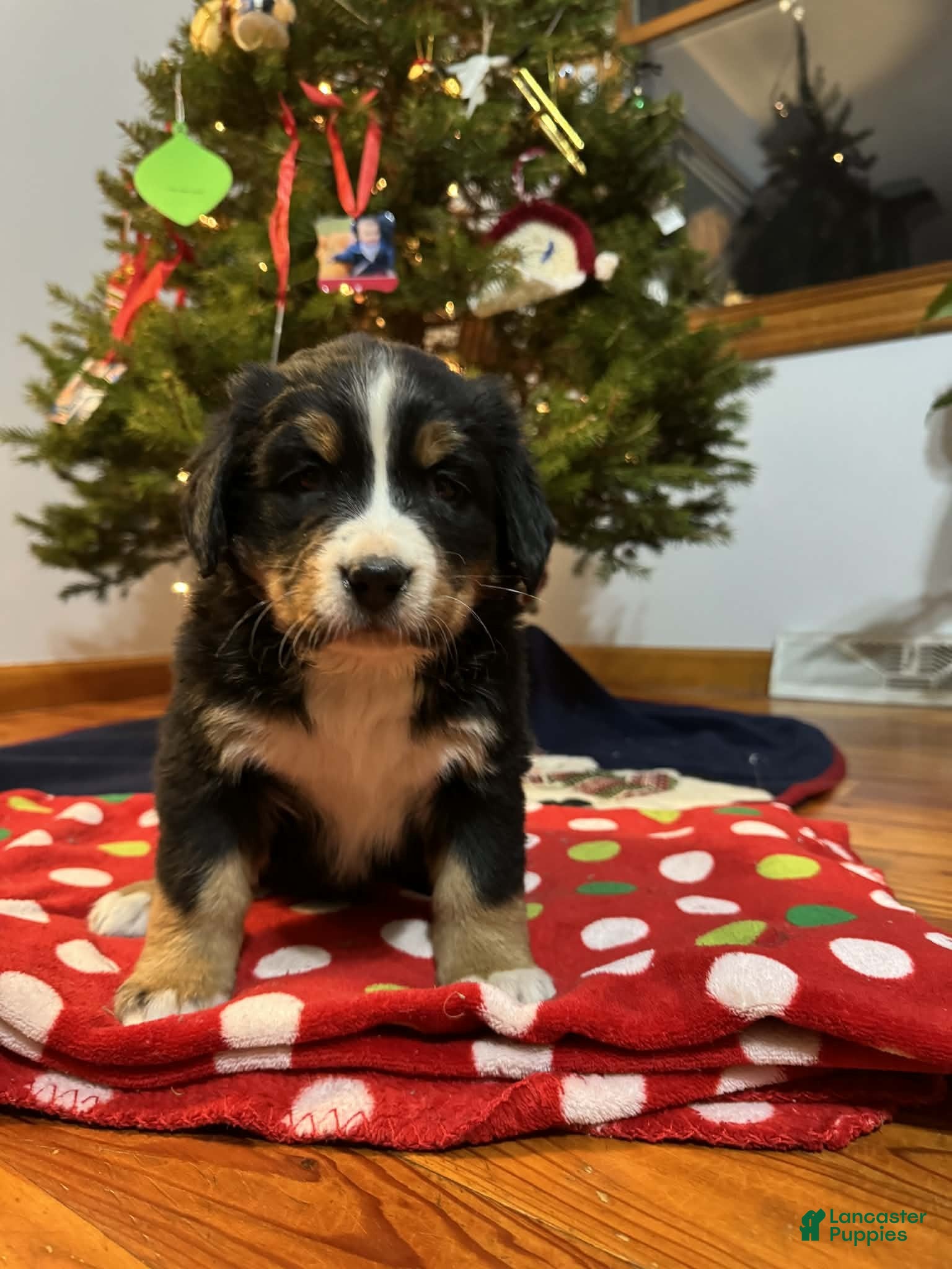 Bernese Mountain Dog dogs Hazel - Ad 33