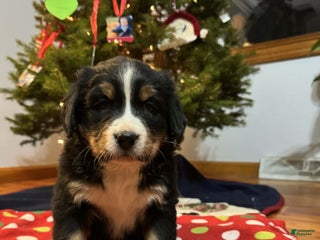 Bernese Mountain Dog dogs Hazel - Ad 36