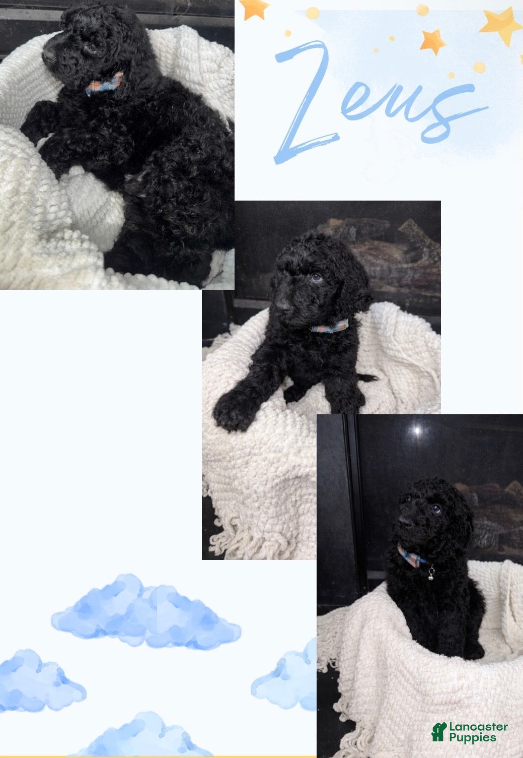 Double Doodle dogs Double Doodle Puppy 4 - Ad 8