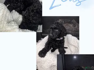 Double Doodle dogs Double Doodle Puppy 4 - Ad 8