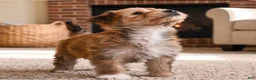 Morkie dogs for sale: Jasper - Ad 10