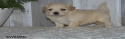 Maltipoo dogs for sale: Pete - Ad 5