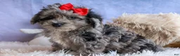 Bichpoo dogs for sale: NORMAN - Ad 6