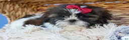 Shih Tzu dogs for sale: RACHEL - Ad 13