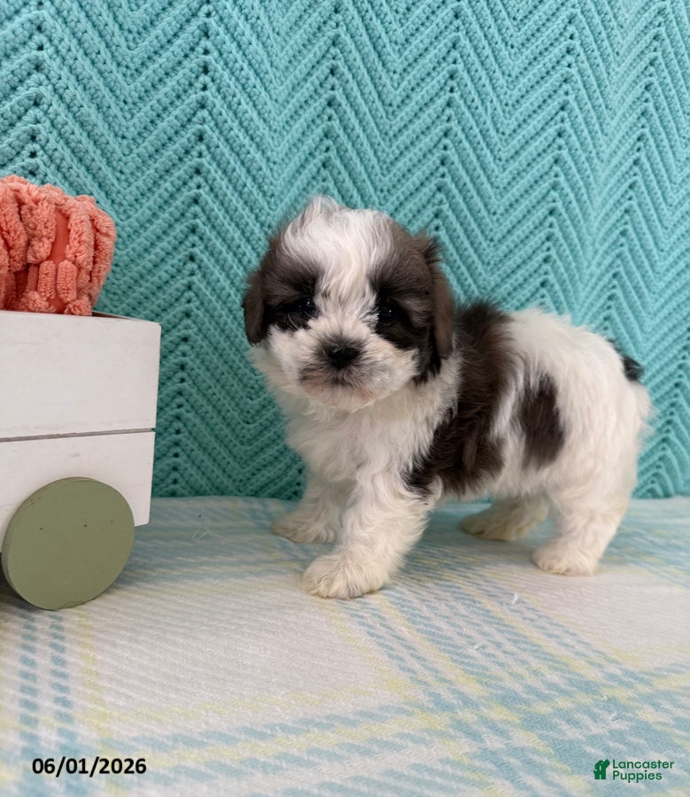 Mixed Breed dogs Miranda - Ad 1