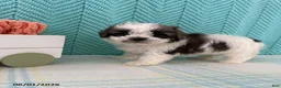 Mixed Breed dogs for sale: Miranda - Ad 1