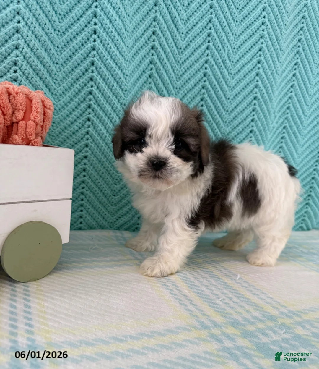 Mixed Breed dogs for sale: Miranda - Ad 1