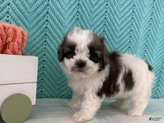 Mixed Breed dogs for sale: Miranda - Ad 4