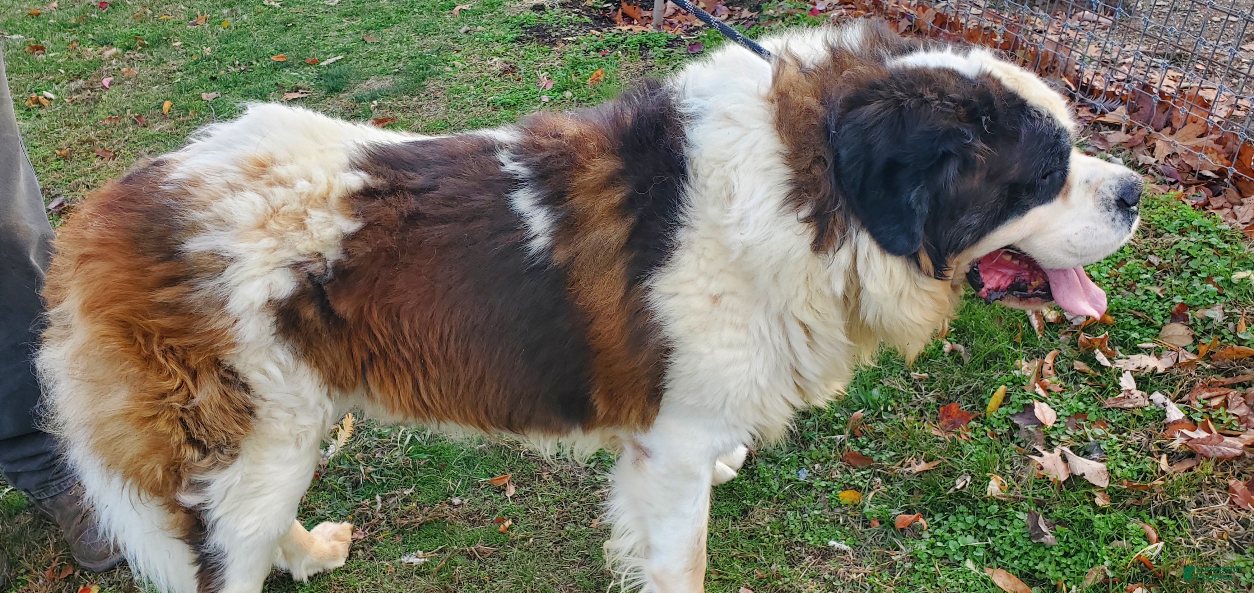 Saint Bernard dogs Chief - Ad 16