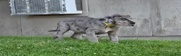 Great Dane dogs for sale: Wheeler - Ad 9