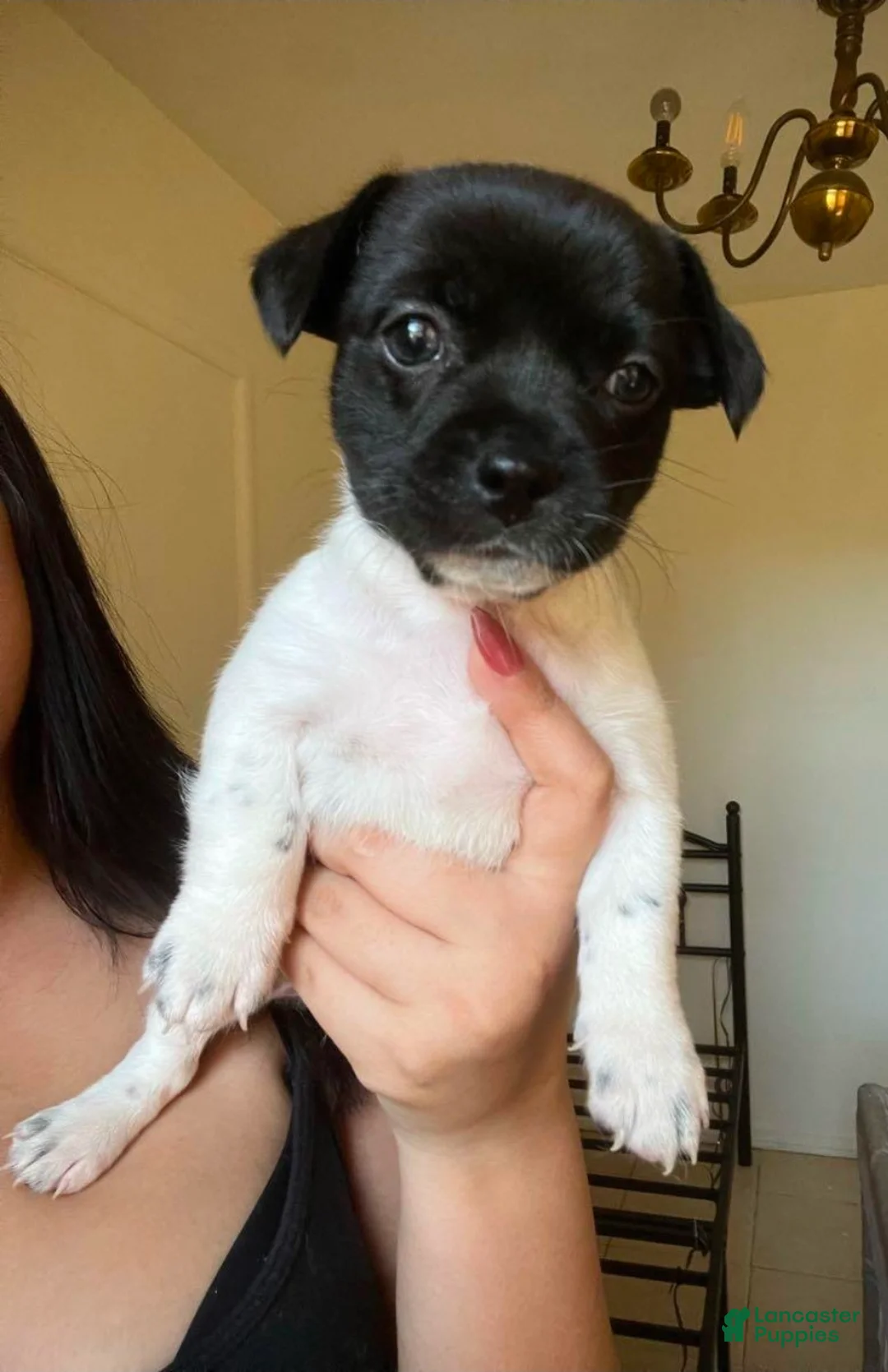 Rat Terrier dogs for sale: Rat Terrier Puppy 1 - Ad 1