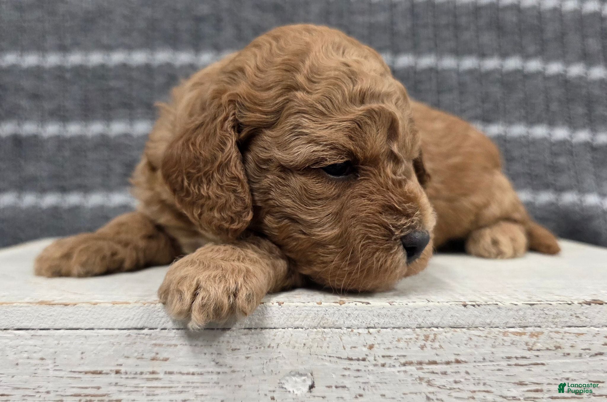 Miniature Poodle dogs Buttercup - Ad 2