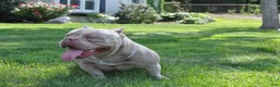 American Bully dogs for sale: American Bully Puppy 1 - Ad 8