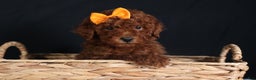 Miniature Poodle dogs for sale: BUDDY - Ad 5