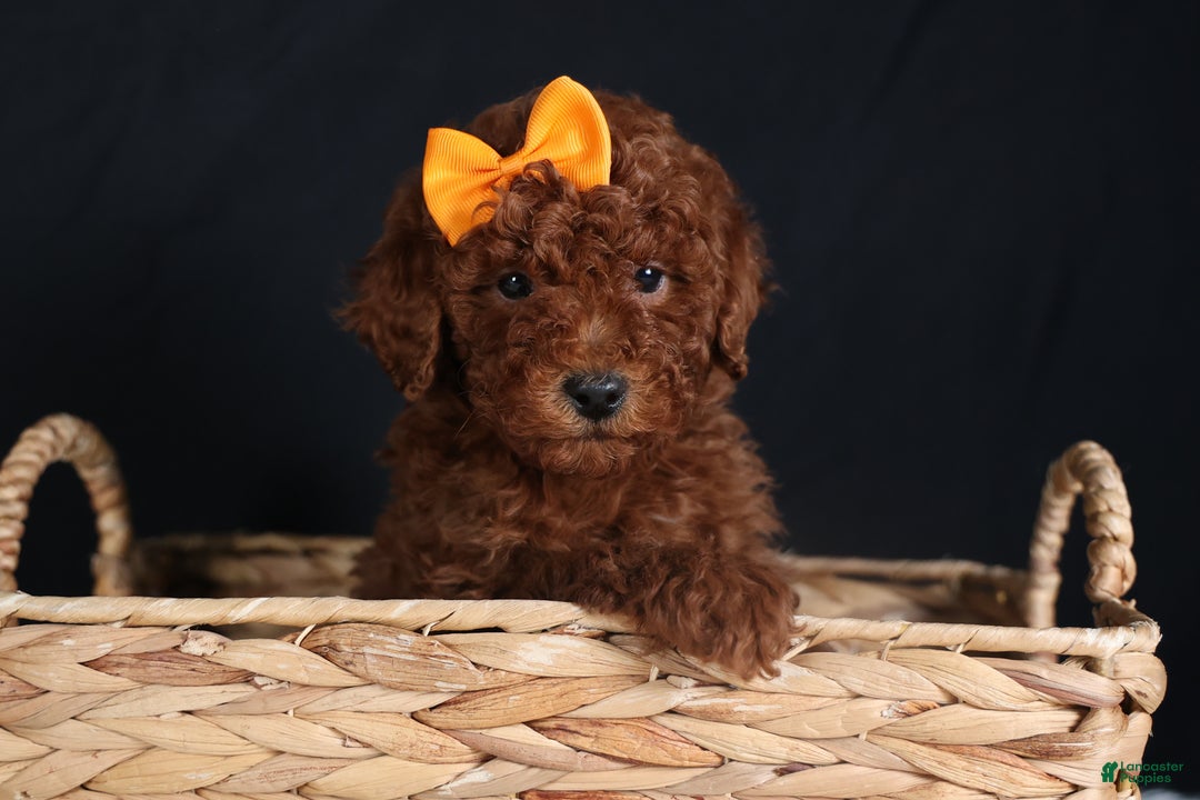 Miniature Poodle dogs for sale: BUDDY - Ad 5