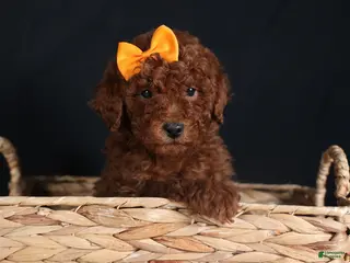Miniature Poodle dogs BUDDY - Ad 3