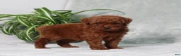 Miniature Poodle dogs for sale: Zander - Ad 3