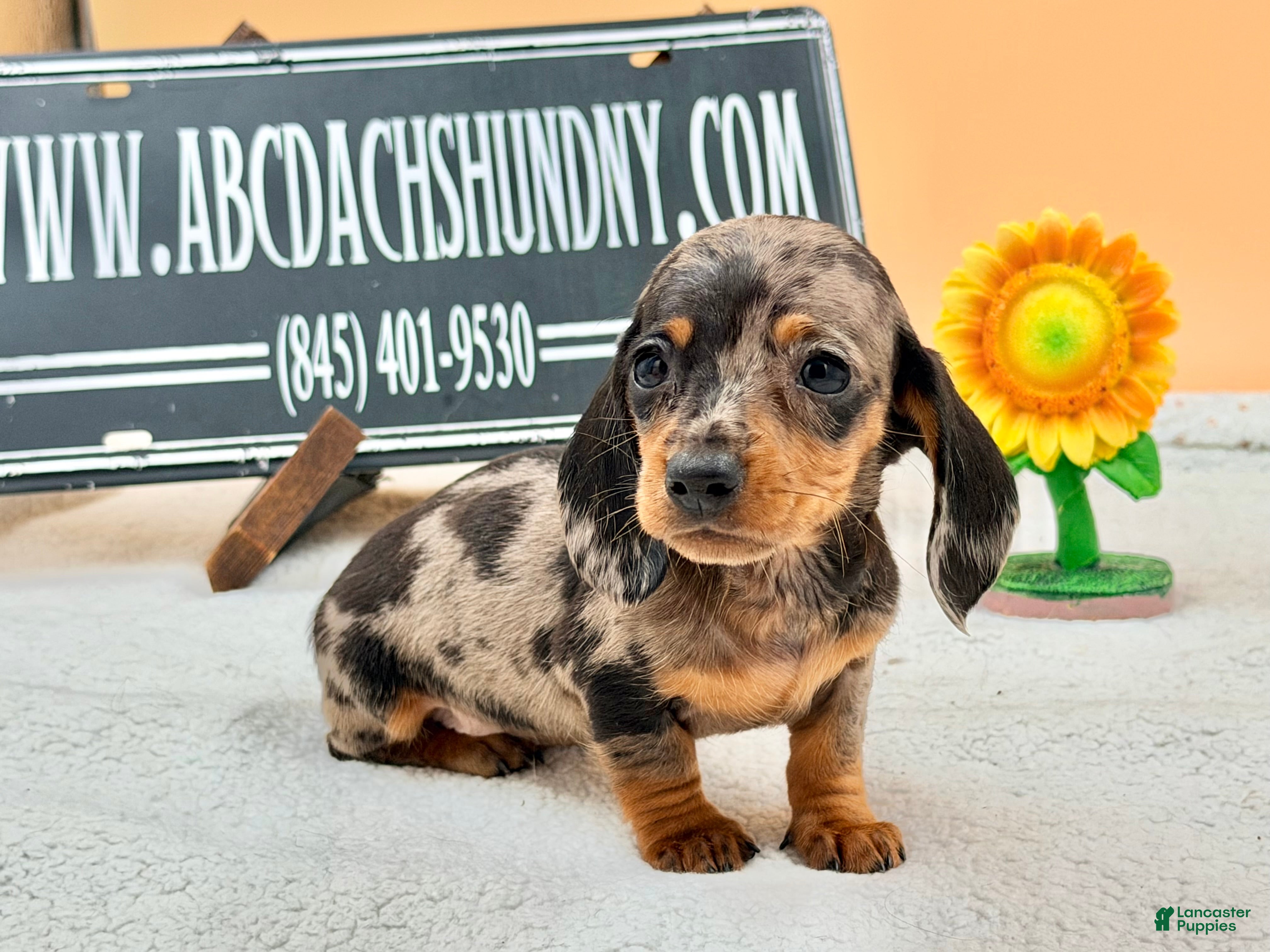 Miniature Dachshund dogs Miniature Dachshund 3 - Ad 24
