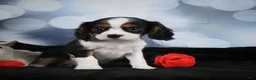 Cavalier King Charles Spaniel dogs for sale: Cane - Ad 6