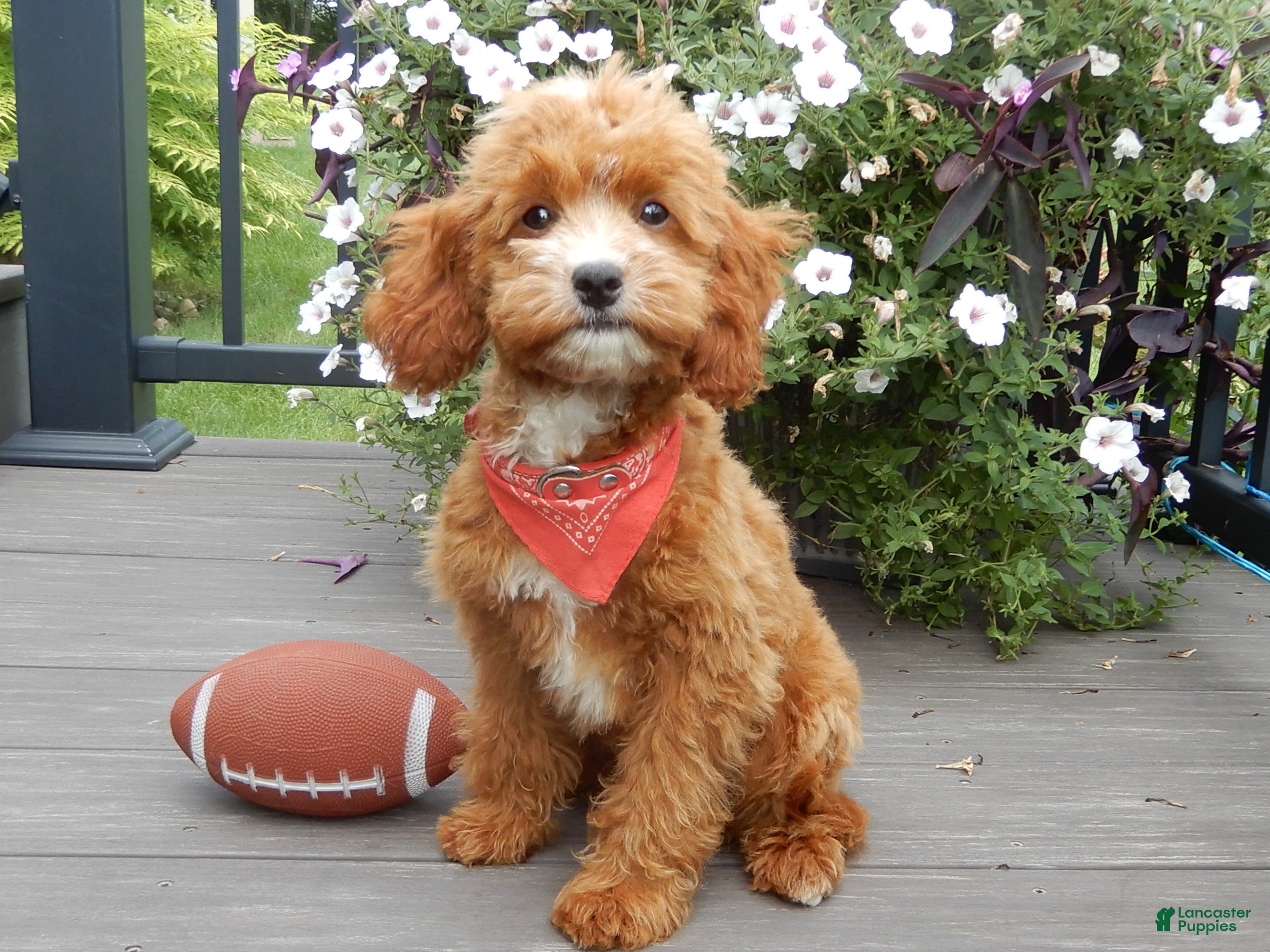 Cavapoo dogs Bud - Ad 2