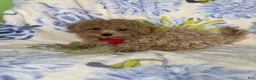 Mixed Breed dogs for sale: Mixed Breed 3 - Ad 3