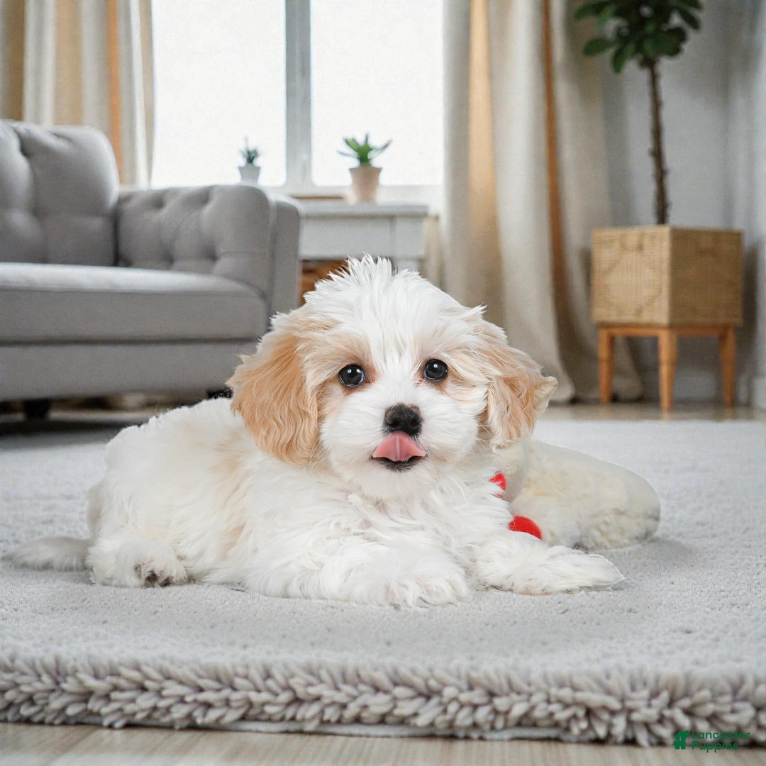 Maltipoo dogs for sale: Bessy - Ad 7