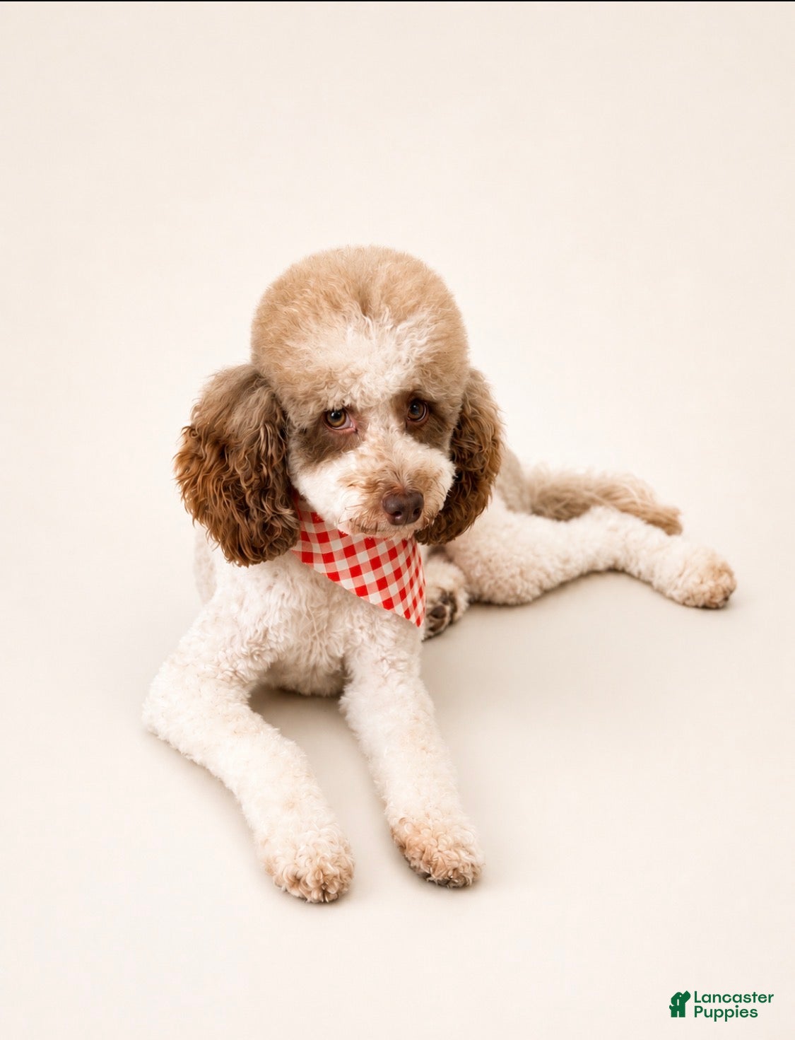 Miniature Poodle dogs Blaze  - Ad 2