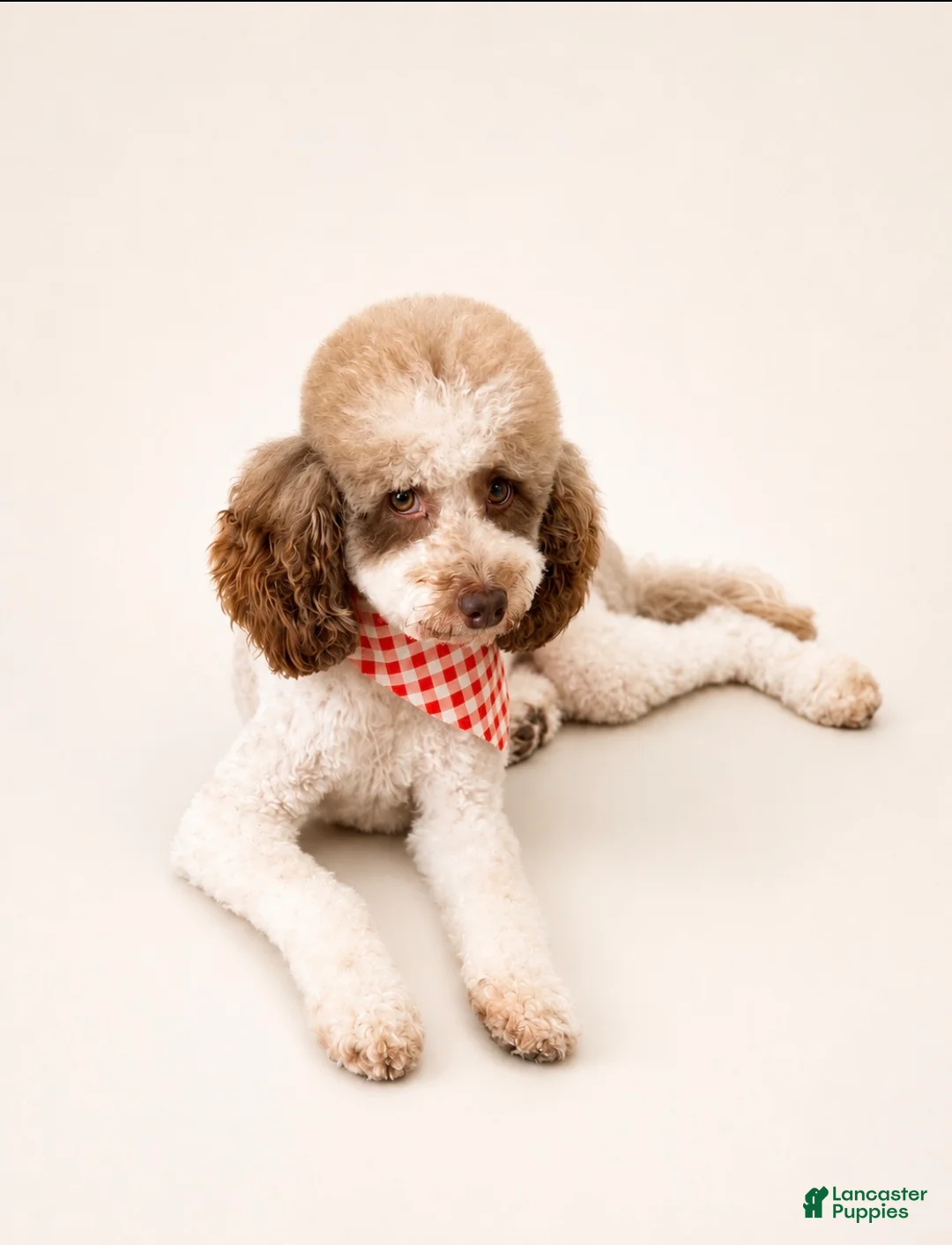 Miniature Poodle dogs for stud: Blaze  - Ad 1