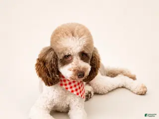 Miniature Poodle dogs Blaze - Ad 2