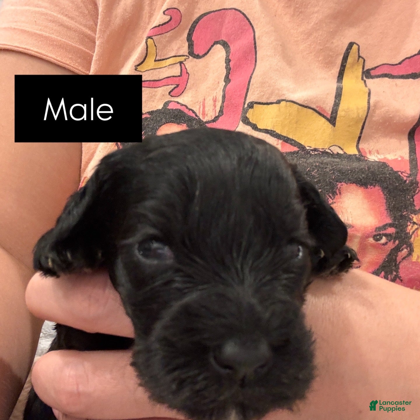 Schnoodle dogs Schnoodle Puppy-Chili - Ad 16