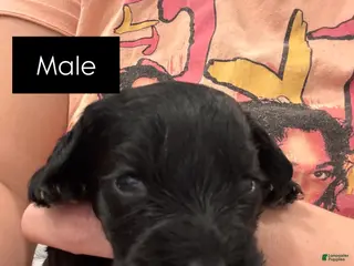 Schnoodle dogs Schnoodle Puppy-Chili - Ad 10