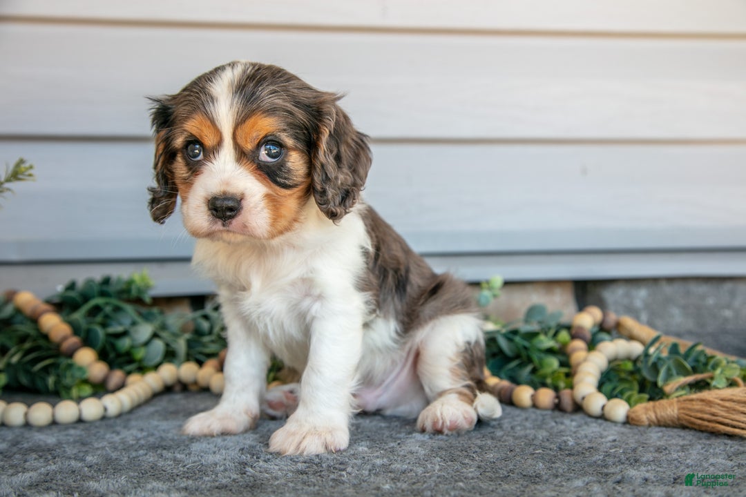 Cavalier King Charles Spaniel dogs for sale: Roman - Ad 3