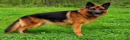 German Shepherd dogs for sale: Oliver  - Ad 8