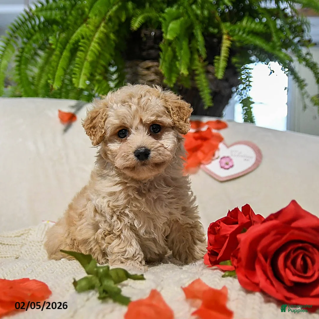 Maltipoo dogs for sale: Olivia - Ad 1